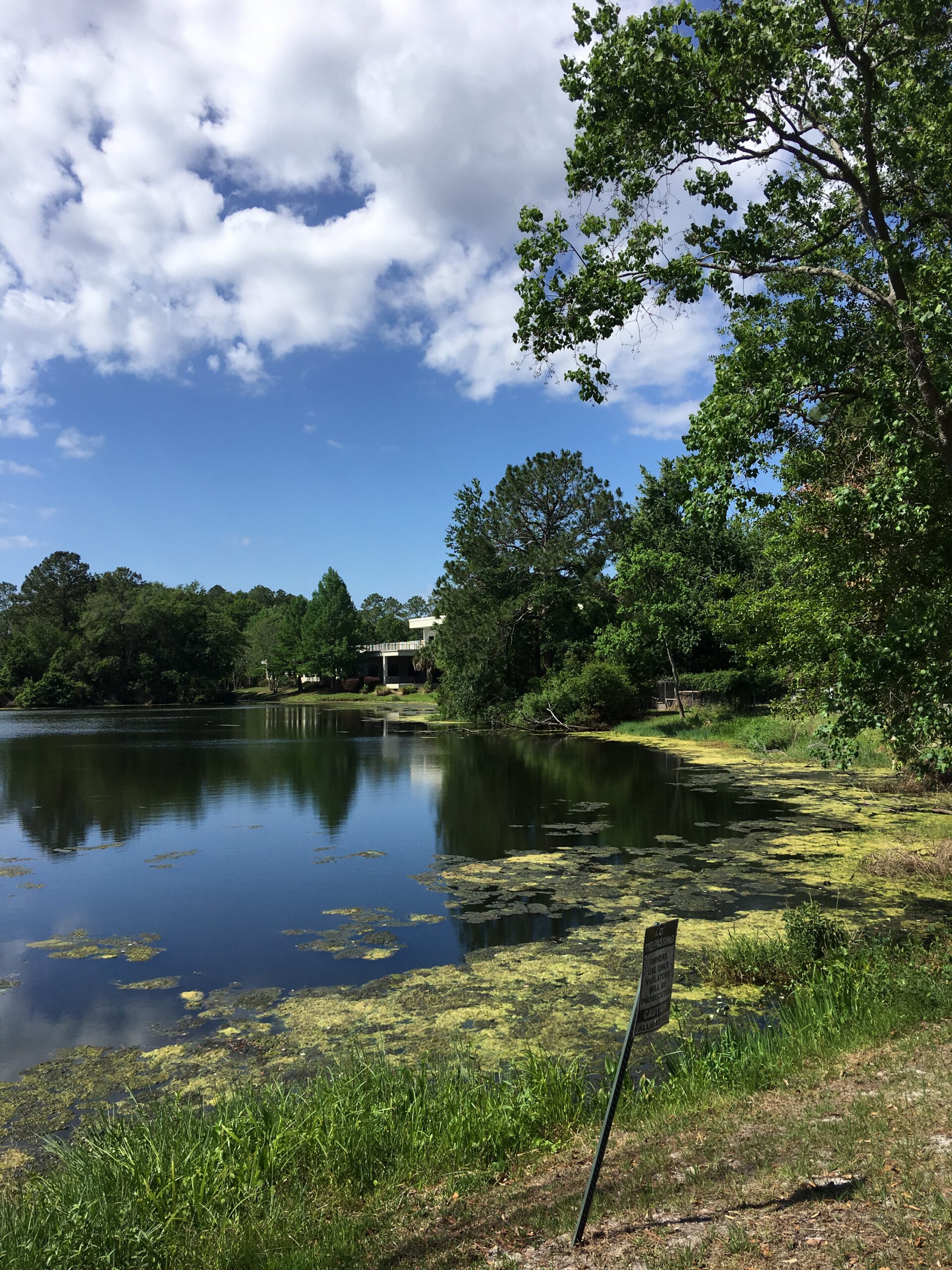 Lake overgrown with algae and aquatic weeds