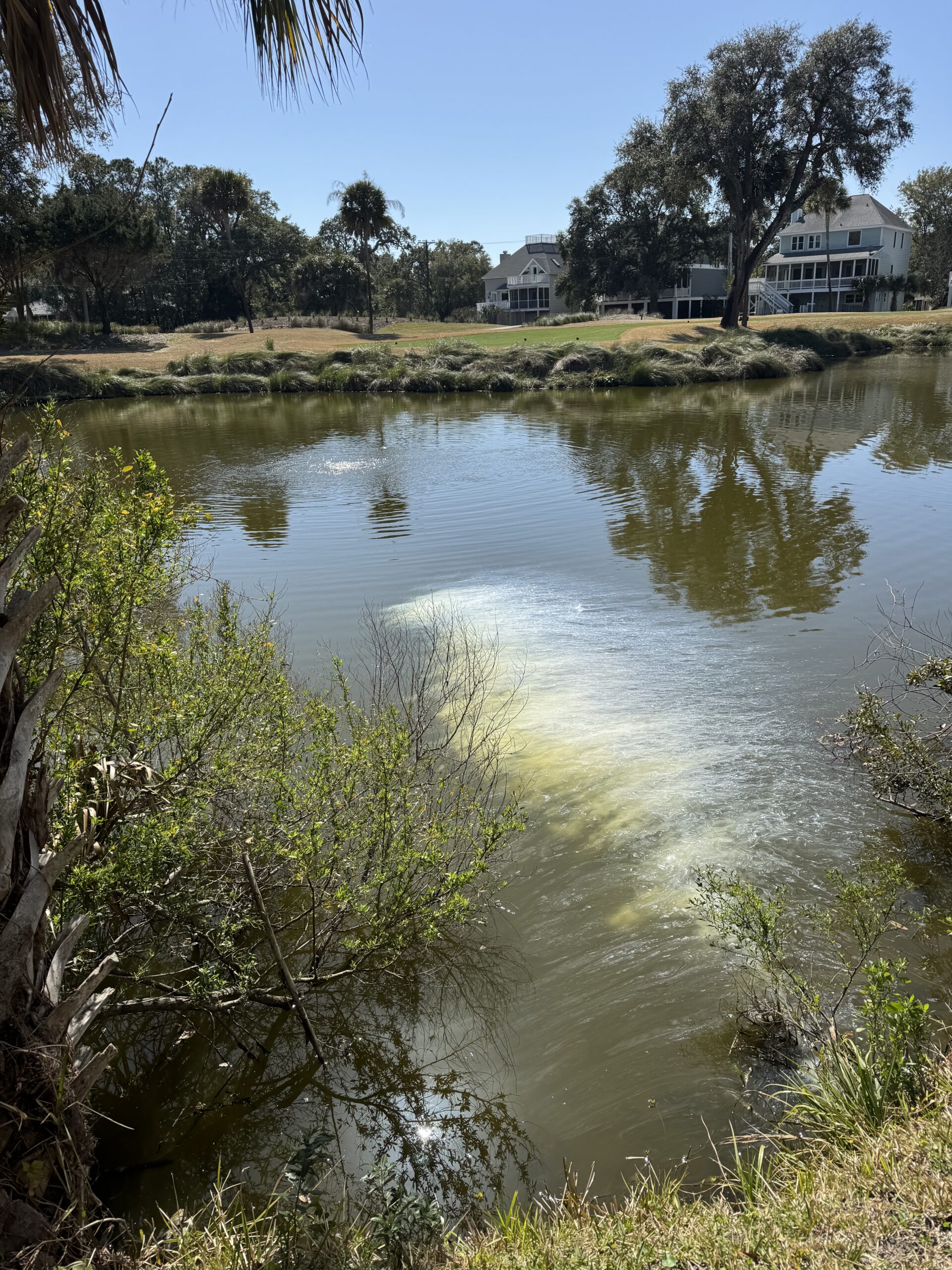 Aquatic plant management